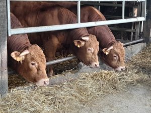Bovins Viande