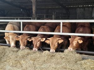 Bonvins viande, résultats pour l'engraissement