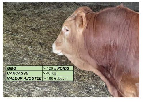 bovins viande